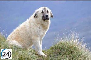 Una 'tiktoker' en Cantabria es investigada por el robo de un mastín perteneciente a un ganadero