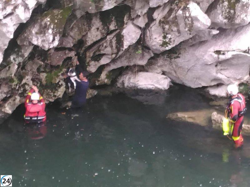 Hombre y perro rescatados sanos y salvos tras caer al río en Puente Viesgo.