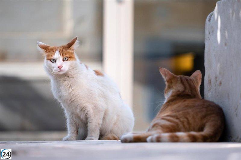 Fiscalía cierra caso de DEAN contra Polanco por manejo de colonias de gatos.