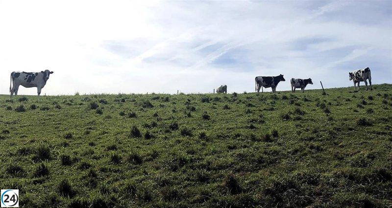 Cantabria atribuye a fallos tecnológicos del Ministerio los errores en los pagos a los ganaderos.