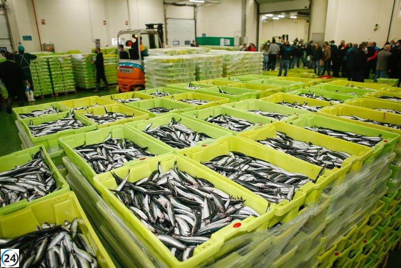 El Ministerio impone cuotas de captura para la anchoa del Cantábrico a buques de cerco.