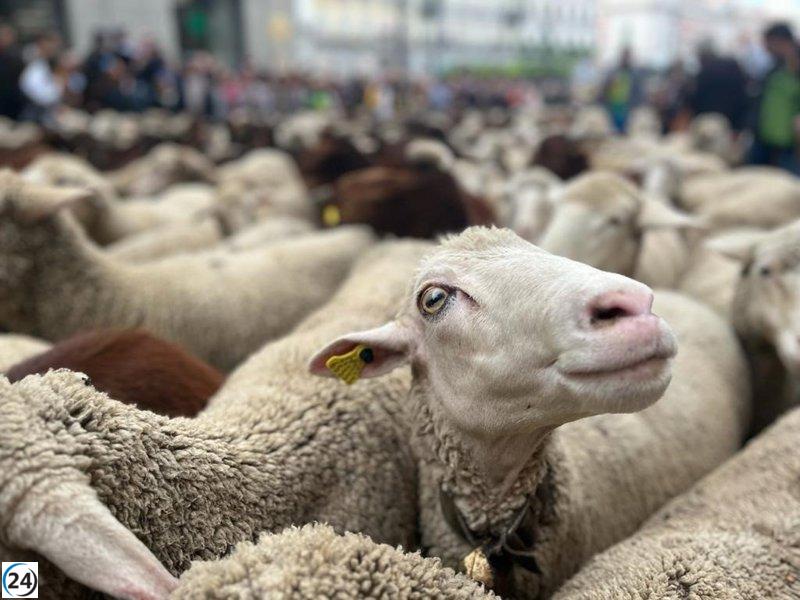 Cantabria pide a los ovicultores que vacunen urgentemente contra la lengua azul.