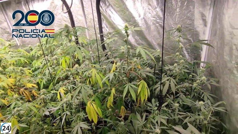 Desarticulan cultivo de cannabis con 548 plantas en lujosa villa de Castro.