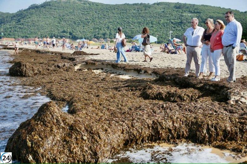 Noja limpia sus playas: más de 200 toneladas de algas invasoras eliminadas.
