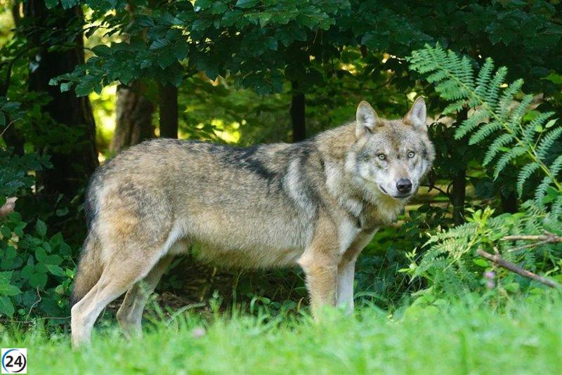 Cantabria denuncia que el Gobierno y ecologistas buscan reincorporar al lobo al LESPRE.