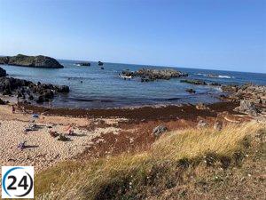 El Parlamento urge al Gobierno español a implementar acciones frente al alga asiática.