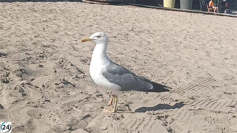 Detectan primer caso de gripe aviar en una gaviota en Castro Urdiales, Cantabria.