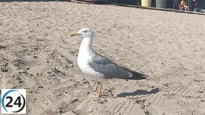 Detectan primer caso de gripe aviar en una gaviota en Castro Urdiales, Cantabria.