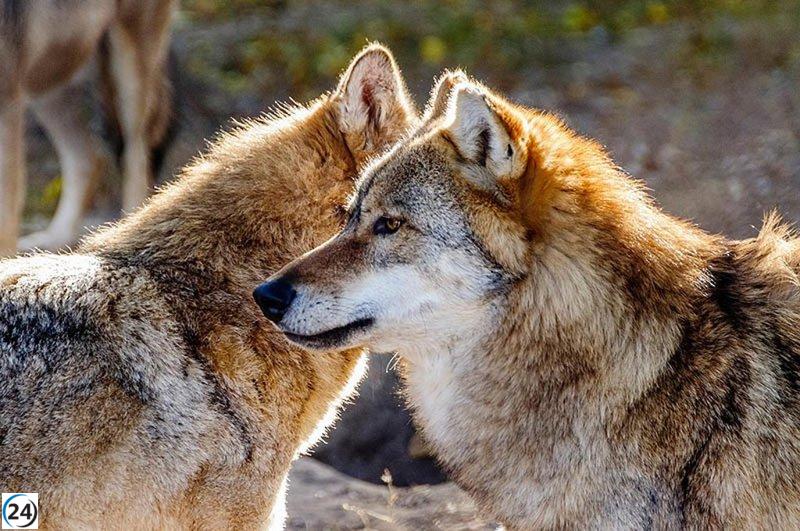 Pacma denuncia al Gobierno de Cantabria por su polémica autorización de caza de lobos.