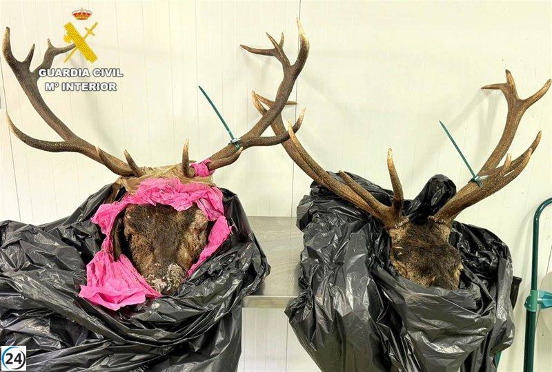 Atrapado con dos cabezas de ciervo sin sellos en las cercanías de Potes.