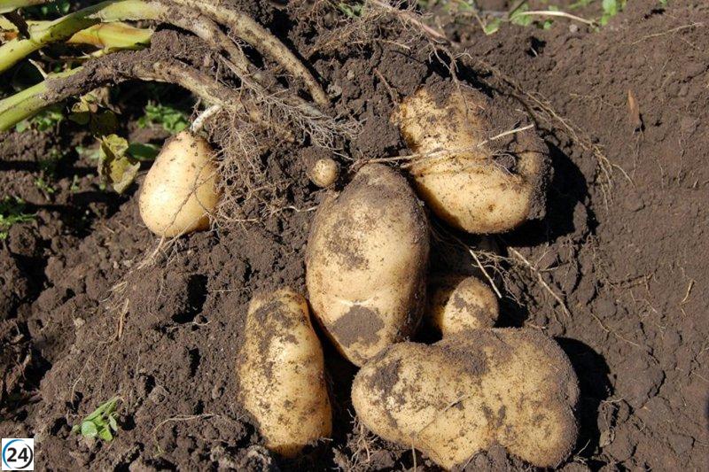 El Gobierno respalda a los agricultores de patata de Valderredible tras el impacto del huracán Kirk en 2024.