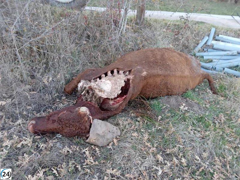 Cantabria reporta 2.353 ataques de lobos y 2.383 animales muertos hasta septiembre.