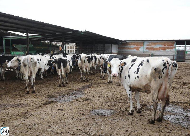 Ganaderías cántabras afectadas por Dermatosis Nodular permanecerán paradas hasta el 20.