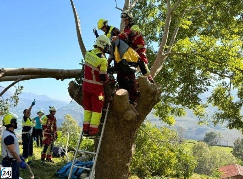 Hombre herido al talar un árbol en Ruesga es rescatado tras quedar atrapado en su cima.