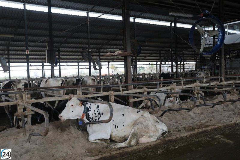 Cantabria y el sector primario refuerzan la bioseguridad contra la Dermatosis Nodular.