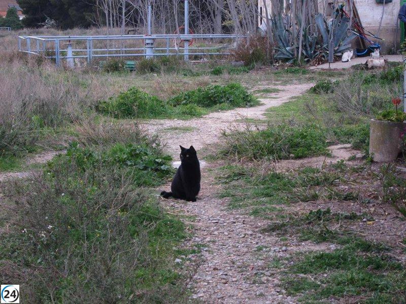 DEAN alerta sobre presuntos envenenamientos de felinos en Mazcuerras.