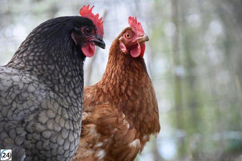 Cantabria reporta dos casos de gripe aviar en gaviotas de Laredo y Santoña.