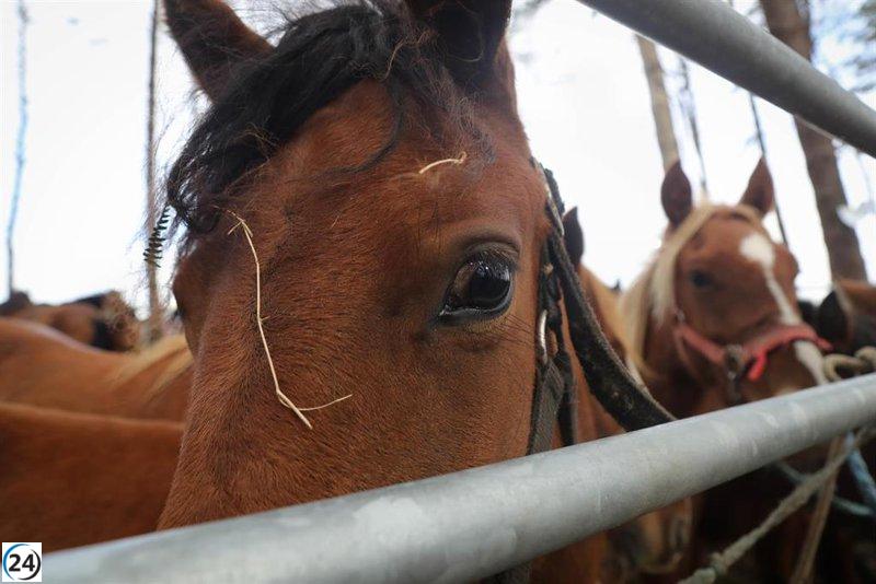 Más de 700 cabezas de ganado y alrededor de 70 ganaderías participan en la feria de San Lucas en Hoznayo.