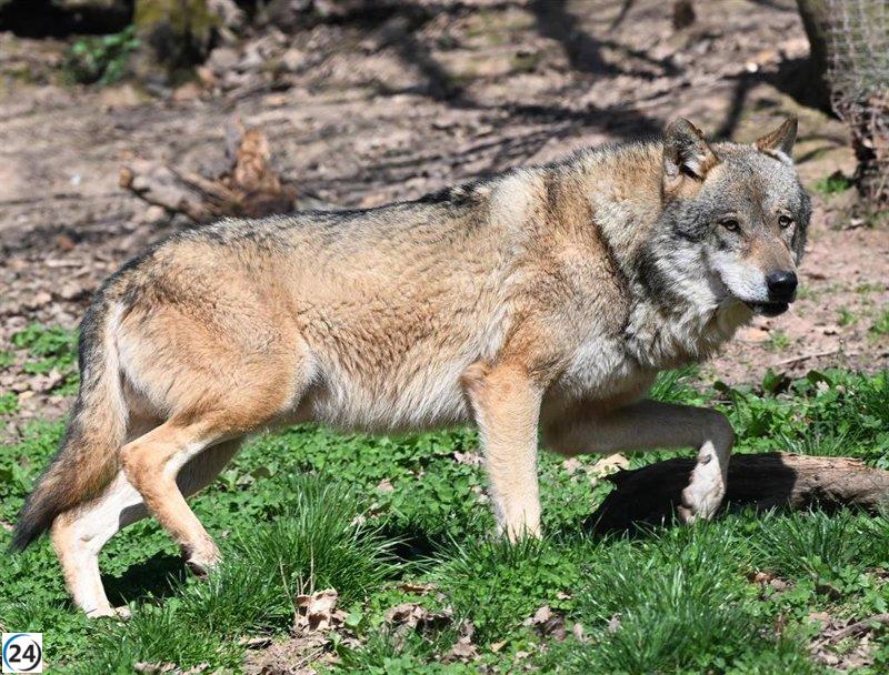 Cantabria compensará a 858 ganaderos en zonas de lobo por servicios ecológicos.