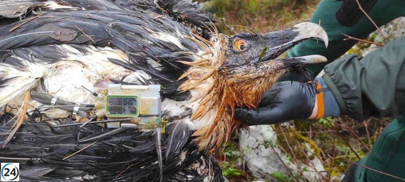Un quebrantahuesos sucumbe en Picos de Europa por envenenamiento.