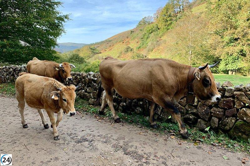 El Gobierno refuerza el llamado a vacunar contra la EHE y la lengua azul con la llegada de la primavera.