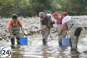 Cantabria rescata y traslada peces del río Pas debido a la sequía.