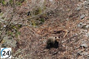Se propone alejar a un oso joven de zonas pobladas en Campoo de Suso