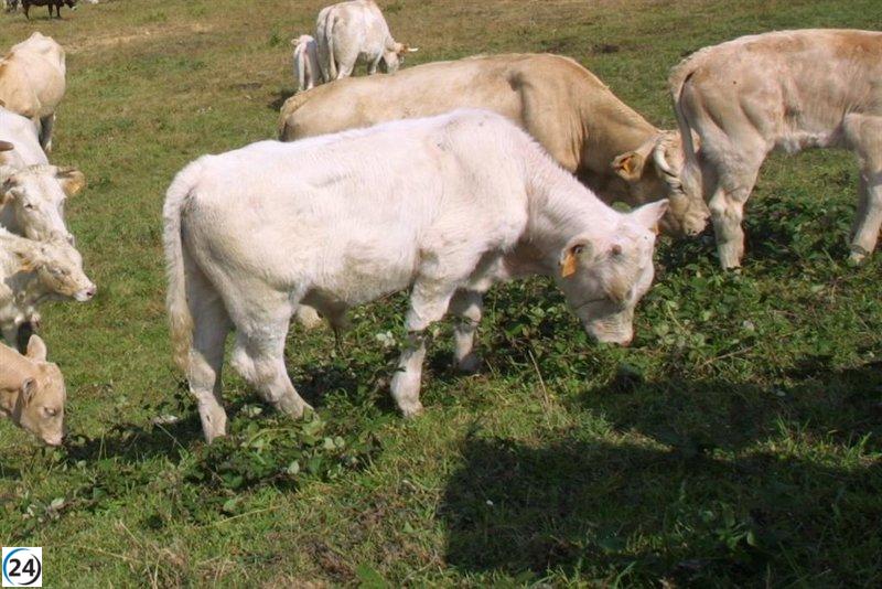 Aumenta brote de enfermedad hemorrágica epizoótica en el área de Solares con 75 nuevos casos.