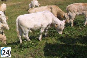 Aumenta brote de enfermedad hemorrágica epizoótica en el área de Solares con 75 nuevos casos.