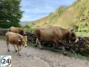 Aumentan a 82 los casos de enfermedad hemorrágica epizoótica en Solares, según Cantabria.