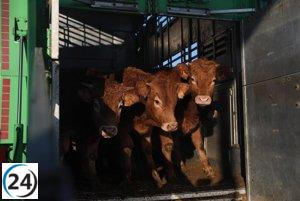 Aumentan los casos de enfermedad hemorrágica en Cantabria, con trágica pérdida de vacas