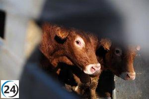Descienden los casos de enfermedad hemorrágica en Cantabria y se mantienen las comarcas afectadas