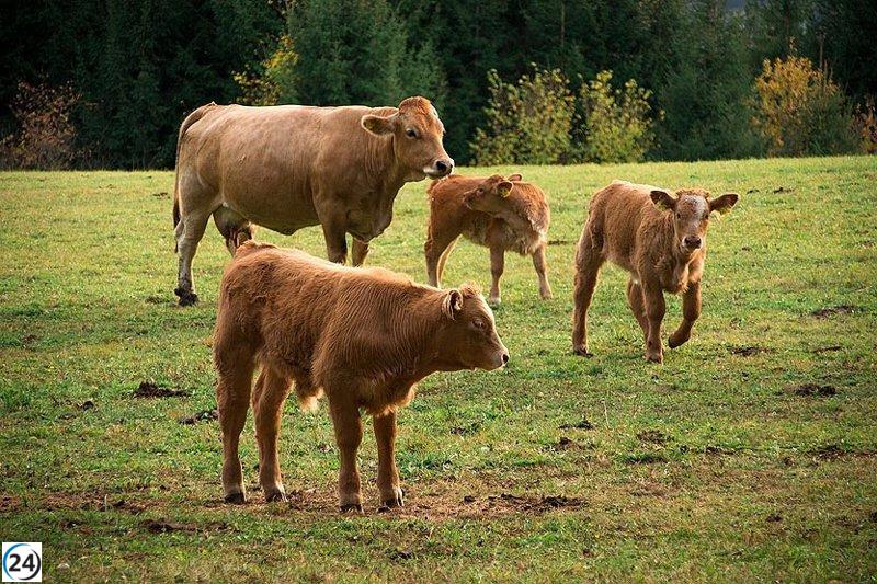 Cantabria establece ayudas para compensar pérdidas de ganado bovino por enfermedad hemorrágica durante la temporada navideña.