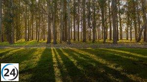 Ence adquiere 3.300 hectáreas forestales de Sniace en Cantabria, ampliando su patrimonio