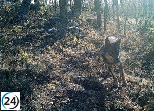 El Gobierno cántabro se hará cargo de las indemnizaciones pendientes de la aseguradora por los daños causados por el lobo