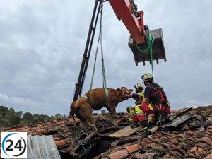 Dos vacas salvan su vida gracias a un inesperado rescate en un tejado de Aloños (Villacarriedo)