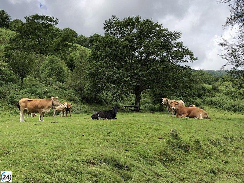 La enfermedad hemorrágica continúa propagándose alarmantemente en Cantabria, con una elevada cifra de 789 vacas fallecidas.
