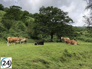 La enfermedad hemorrágica continúa propagándose alarmantemente en Cantabria, con una elevada cifra de 789 vacas fallecidas.