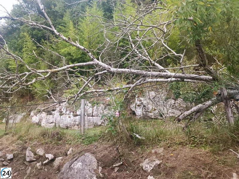 Los estragos del viento: árboles derribados, ramas caídas y daños en infraestructuras.