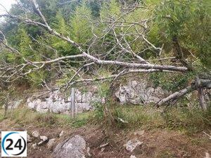 Los estragos del viento: árboles derribados, ramas caídas y daños en infraestructuras.