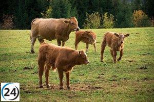 Cantabria se prepara para otorgar apoyo financiero a los ganaderos afectados por la enfermedad hemorrágica