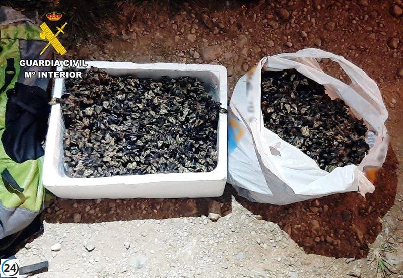 Un furtivo es interceptado con 15 kilos de percebes en los acantilados de Alfoz de Lloredo