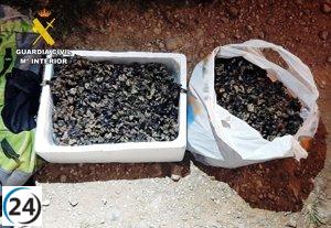 Un furtivo es interceptado con 15 kilos de percebes en los acantilados de Alfoz de Lloredo