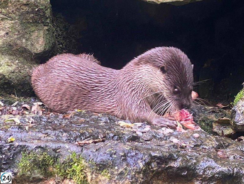 El Zoo de Santillana celebra con alegría el nacimiento de la primera cría de nutria europea en cautiverio
