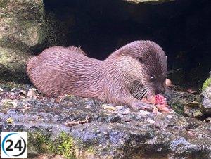 El Zoo de Santillana celebra con alegría el nacimiento de la primera cría de nutria europea en cautiverio