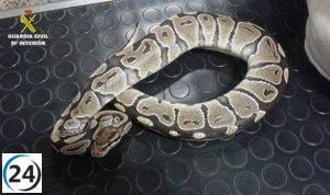 Individuo sentenciado por crueldad al enviar serpiente y lagartos sin cuidado en un envío inhumano