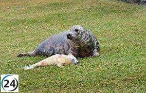 Sale a la luz una adorable nueva cría de foca gris en el encantador minizoo de La Magdalena
