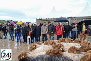 Cabezón festeja la histórica feria ganadera de Santa Lucía con un millar de animales presentes.