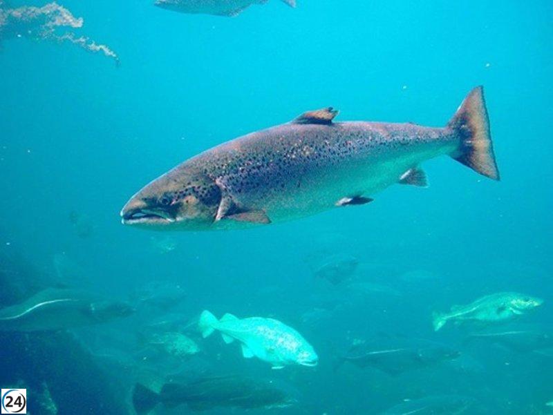 El 31 de marzo se inaugura la temporada de pesca de salmón y trucha en los ríos de Cantabria