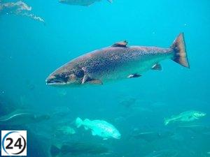 El 31 de marzo se inaugura la temporada de pesca de salmón y trucha en los ríos de Cantabria